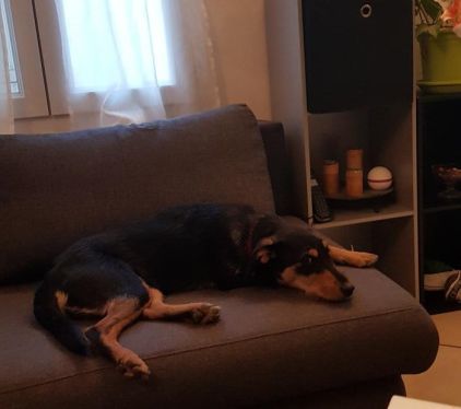 Photo de Osaka, Fox-terrier crois�