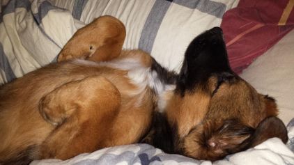 Photo de Kenzo, Berger Belge Malinois crois� Bouvier bernois