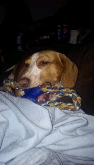 Photo de Busteur, Basset hound crois�