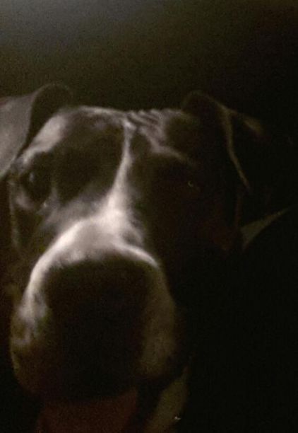 Photo de Dabrat, Dogue argentin crois� Dogue des Canaries