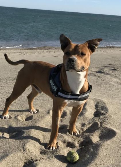 Photo de Django, Staffordshire Bull Terrier crois�