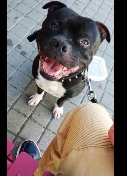 Photo de Atila, Staffordshire Bull Terrier pure race