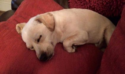 Photo de Rudi, Chihuahua crois�