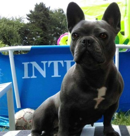 Photo de Lou, Bouledogue fran�ais pure race