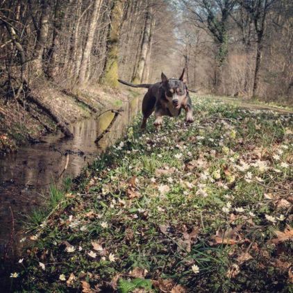 Photo de Olfa, American Staffordshire terrier pure race