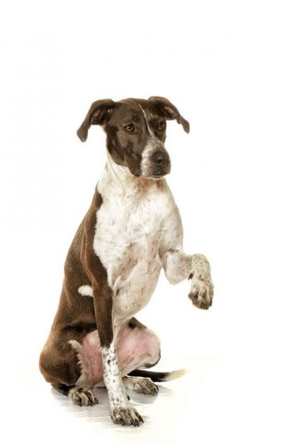 Photo d'Ina, Border Collie crois� Labrador Retriever