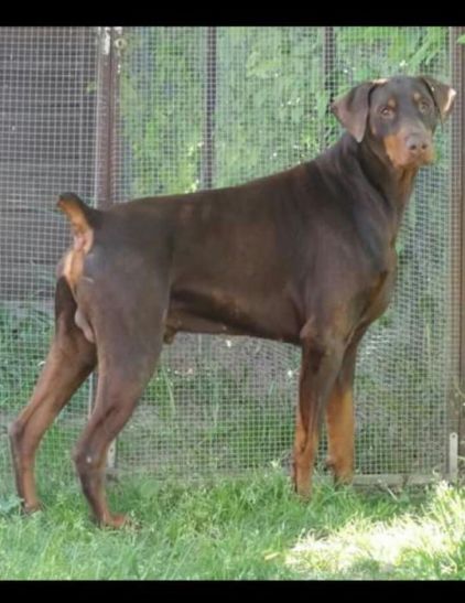 Photo de Falko, Dobermann pure race