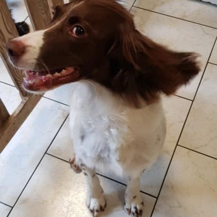 Photo de Molly, Springer anglais pure race