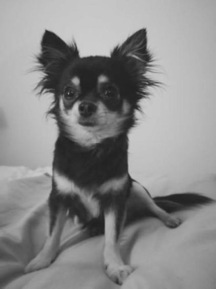 Photo de Las Vegas Melrose, Chihuahua pure race