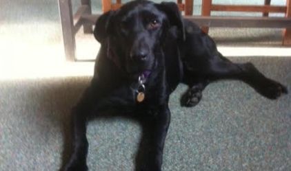 Photo de Willow, Braque allemand crois� Labrador Retriever