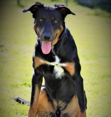 Photo de Obelix, Beauceron crois� Border Collie