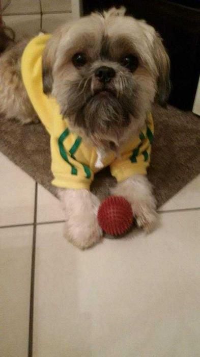 Photo de Bouba, Shih Tzu pure race