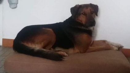 Photo de Simba, Berger Belge Malinois crois� Labrador Retriever