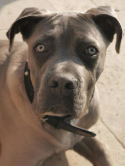 Photo de Piwi, Cane Corso pure race
