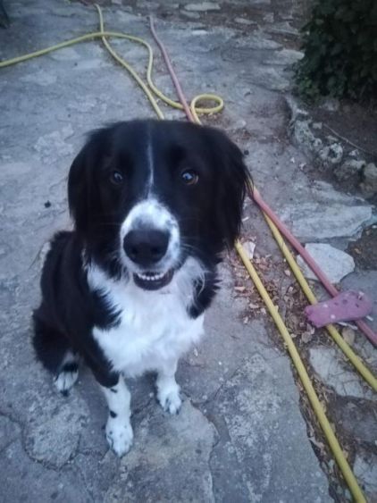 Photo de Le�a, Border Collie crois� Epagneul breton