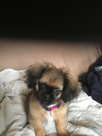 Photo de Nina, Shih Tzu crois� Epagneul tib�tain