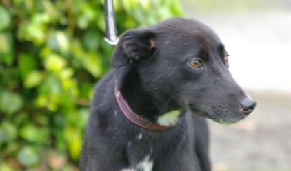 Photo de Laurene, L�vrier crois� Border Collie