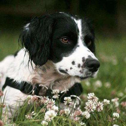 Photo de Kenzo, Epagneul breton pure race