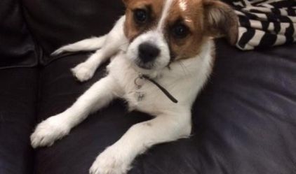Photo de Sadie, corniaud Shih Tzu Chihuahua