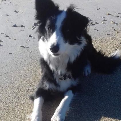 Photo de Louna, Border Collie pure race