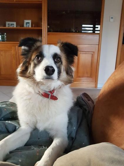 Photo de Mango, Chien de berger roumain des Carpathes crois�