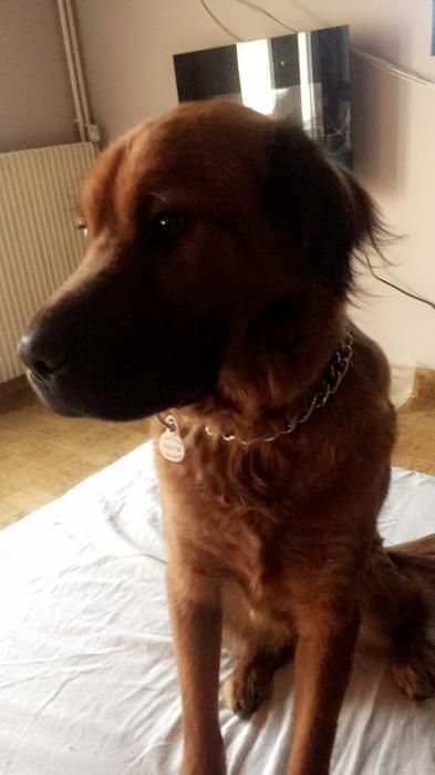 Photo de Phoenix, Pinscher allemand crois� Shar Pei