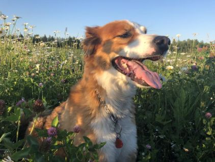 Photo de Django, Husky crois� Berger cr�ole