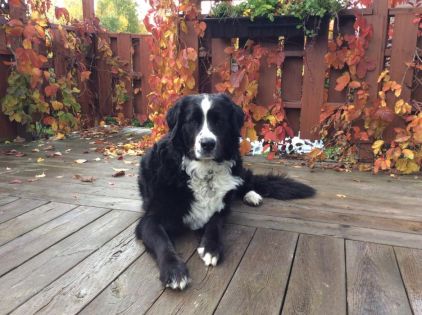 Photo de Cachou, Bouvier bernois crois� Labrador Retriever