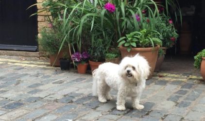 Photo de Mimi, Bichon crois�