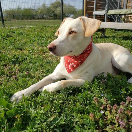 Photo de Lucius, Labrador Retriever crois� L�vrier