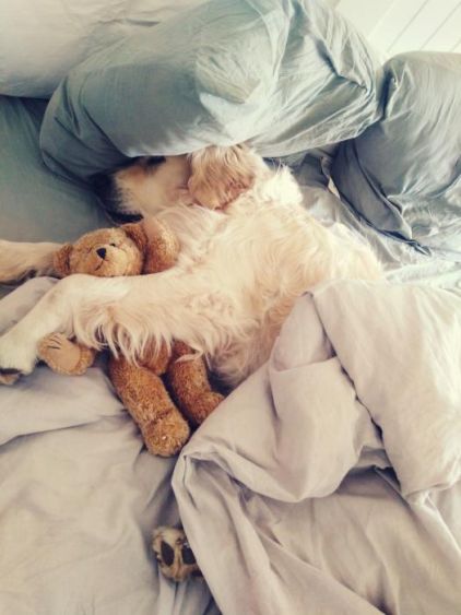 Photo de Shadow, Golden Retriever pure race