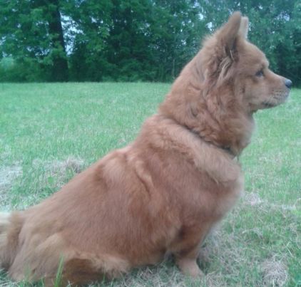 Photo de Molly, Lhassa apso crois� Chow-chow