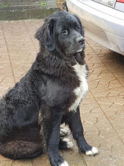 Photo de Bulle, Saint-bernard crois� Terre-neuve