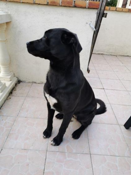 Photo de Roxy, Cane Corso crois� Berger Belge Malinois