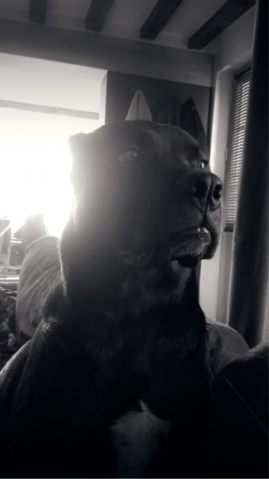 Photo de Izzi, Cane Corso crois� Border Collie