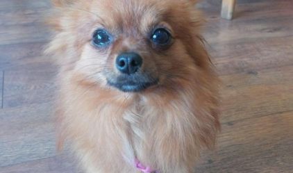 Photo de Gus, Spitz allemand crois� Chihuahua
