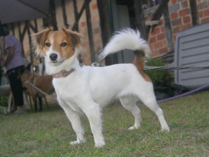 Photo de Nenette, Jack Russell terrier crois� Papillon