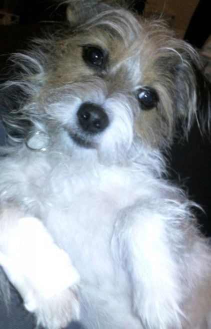Photo de El Paso, corniaud Jack Russell terrier Fox-terrier