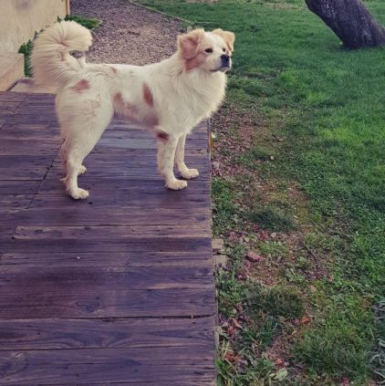 Photo de Thor, Epagneul breton crois� Samoy�de