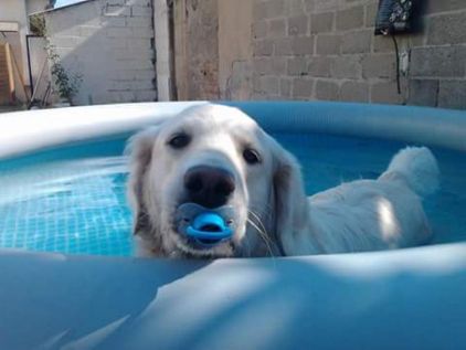 Photo de Louna, Golden Retriever pure race