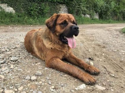 Photo de Chuck, Rottweiler crois� Saint-bernard