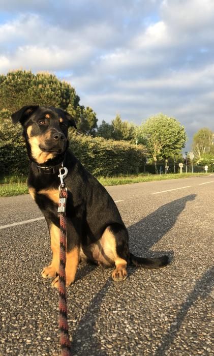 Photo de Queeny, Rottweiler crois� Berger blanc suisse