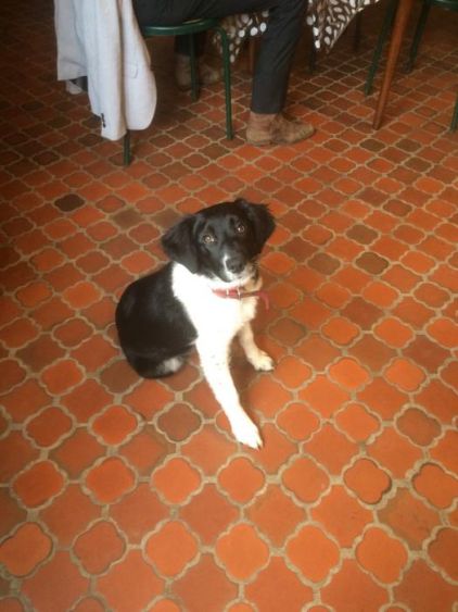 Photo de Plume, Border Collie crois� Epagneul breton