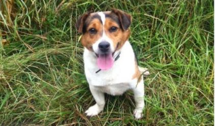 Photo de Bounty, Jack Russell terrier pure race