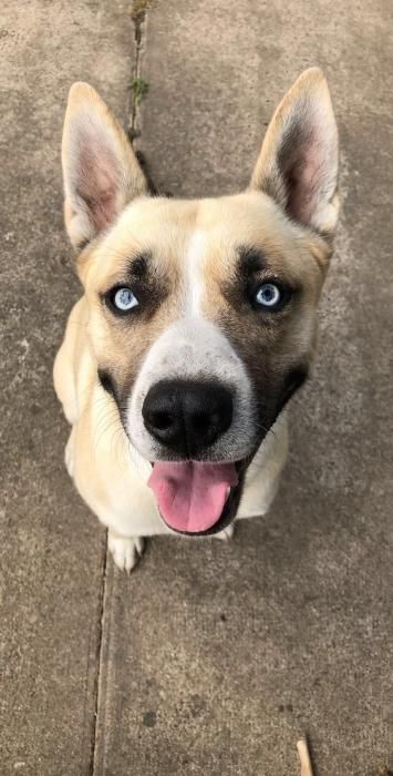 Photo de Hoppy, Husky crois� American Staffordshire terrier