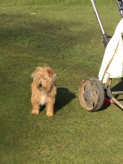 Photo de Lili, Norfolk Terrier pure race