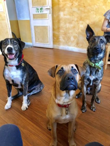 Photo de Yuki, Berger Belge Malinois crois� Boxer