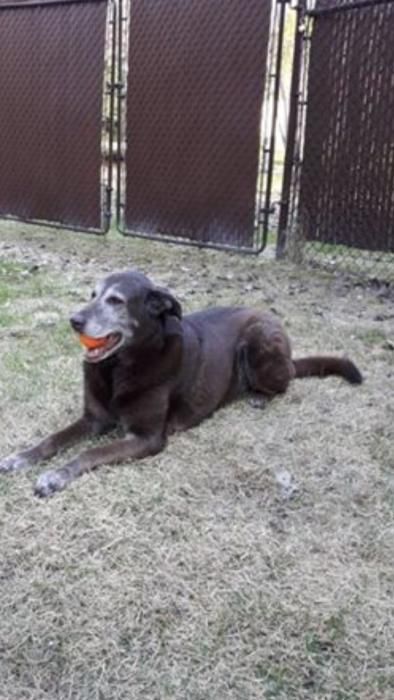 Photo de Winnie, Labrador Retriever crois�