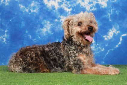 Photo de Caramel, Caniche crois� Yorkshire terrier