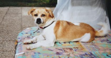 Photo de PISTACHE, Jack Russell terrier crois� P�kinois